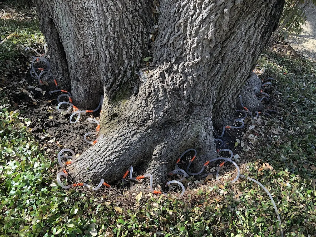 Detailed Shrub and Hedge Trimming job site in Lusk