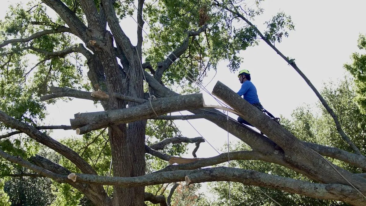 Professional Crown Thinning performed by certified arborists in Lusk