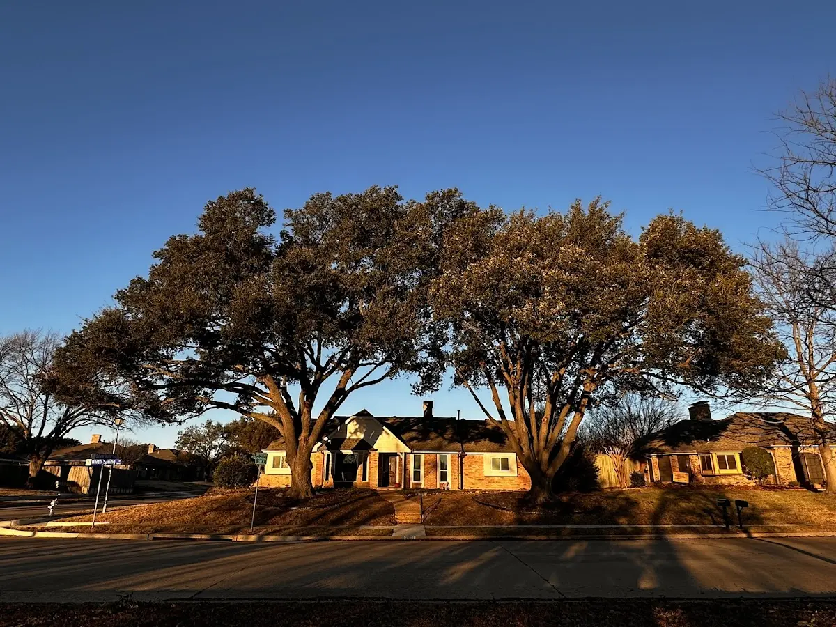 Established residential canopy tree shading a home in Lusk